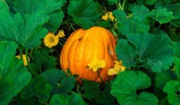 吃瓜网怒江百万网红,吃瓜网见证怒江直播新纪元